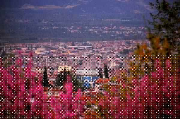 Bursa